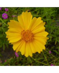 Coréopsis annuel Golden Roulette