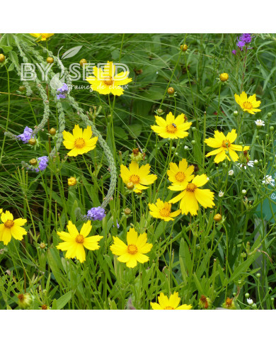 Coréopsis vivace Mayfield Giants