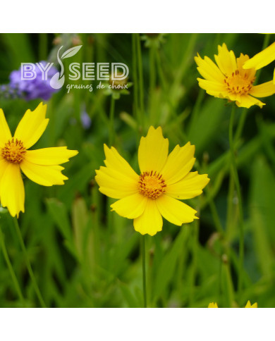 Coréopsis vivace Mayfield Giants