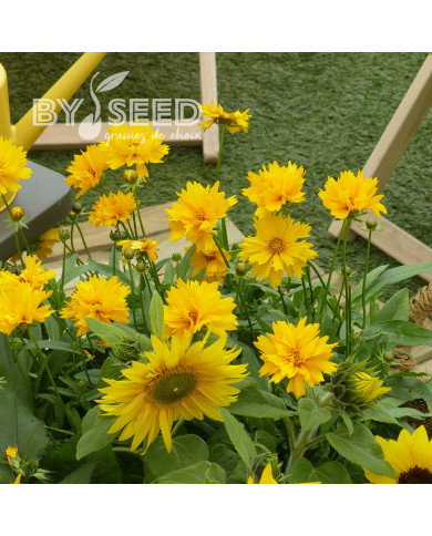 Coréopsis vivace Presto®