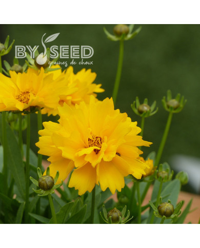 Coréopsis vivace Presto®