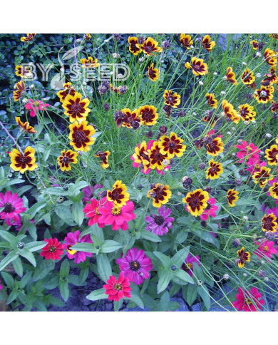 Cosmidium burridgeanum Brunette