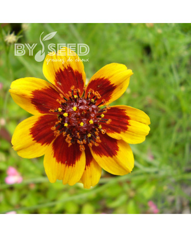 Cosmidium burridgeanum Brunette