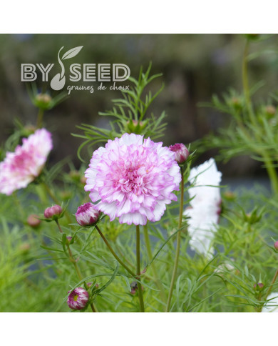 Cosmos Double Click Bicolor Pink