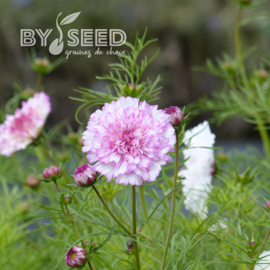 Cosmos Double Click Bicolor Pink