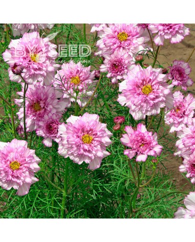 Cosmos Double Click Bicolor Pink