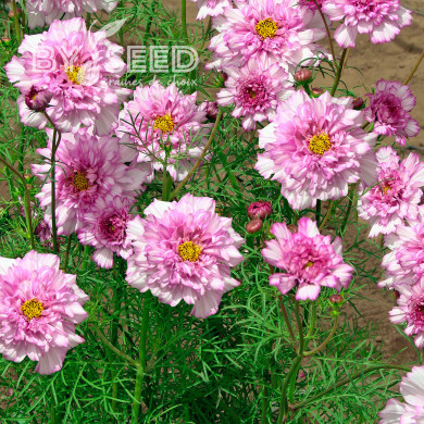 Cosmos Double Click Bicolor Pink