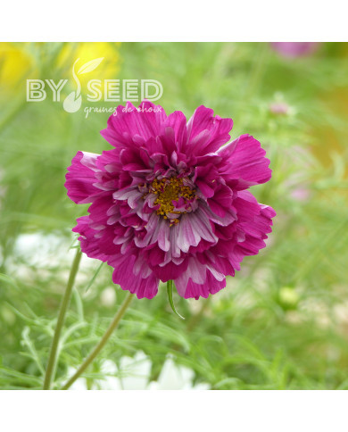 Cosmos Double Click Cranberries