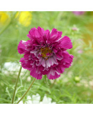 Cosmos Double Click Mix