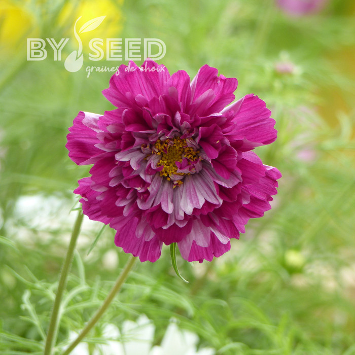 Cosmos Double Click Cranberries