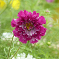 Cosmos Double Click Cranberries