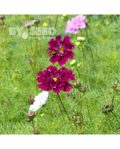 Cosmos Double Click Cranberries