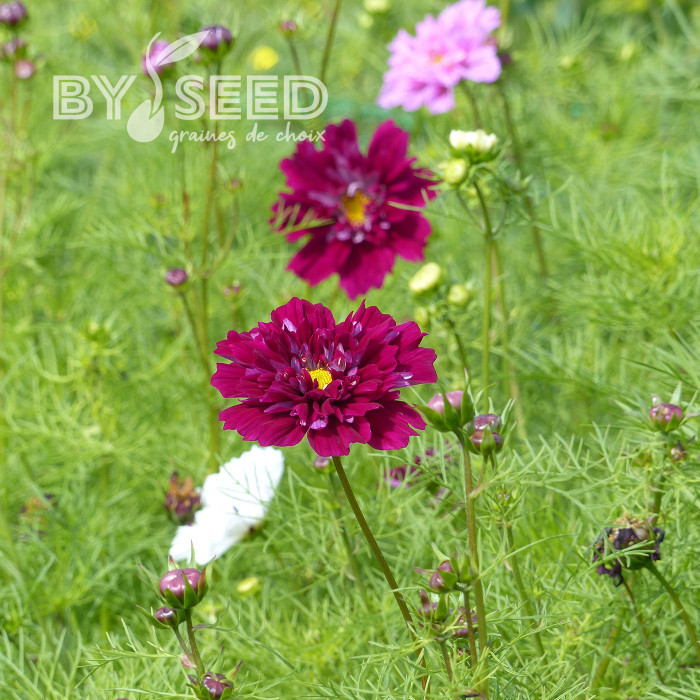 Cosmos Double Click Cranberries