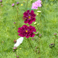 Cosmos Double Click Cranberries