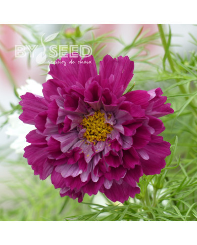 Cosmos Double Click Cranberries