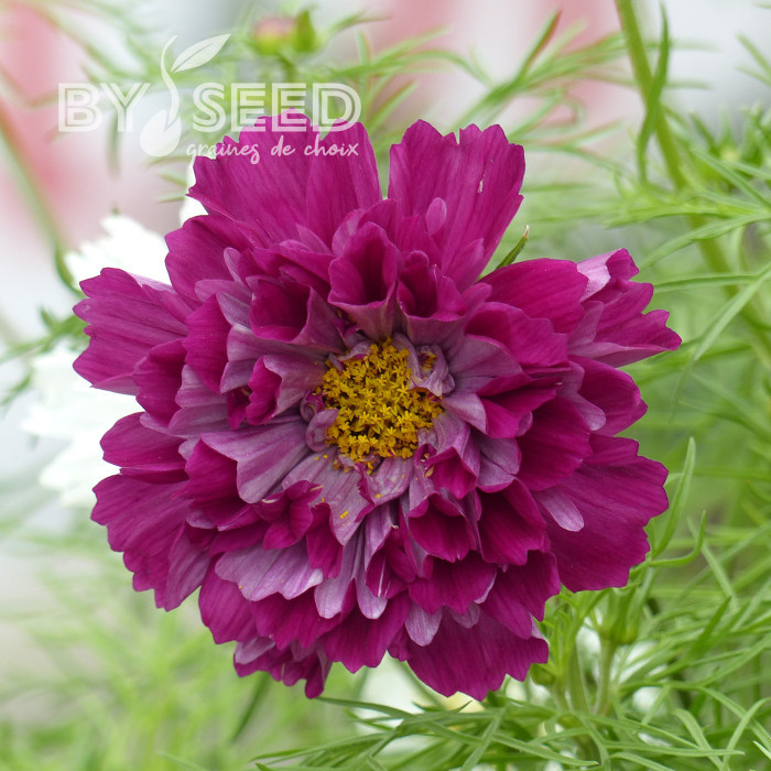 Cosmos Double Click Cranberries