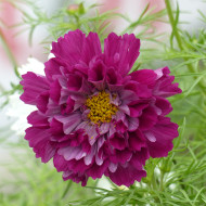 Cosmos Double Click Cranberries