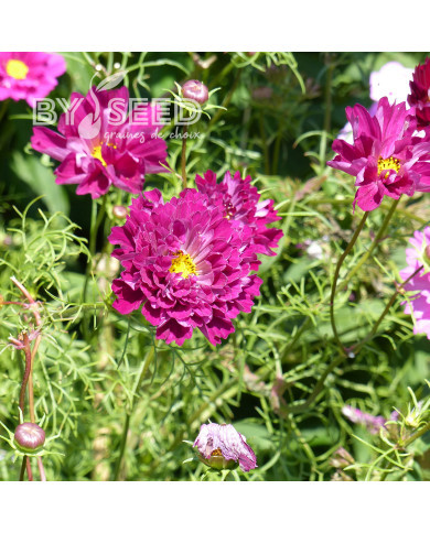 Cosmos Double Click Cranberries