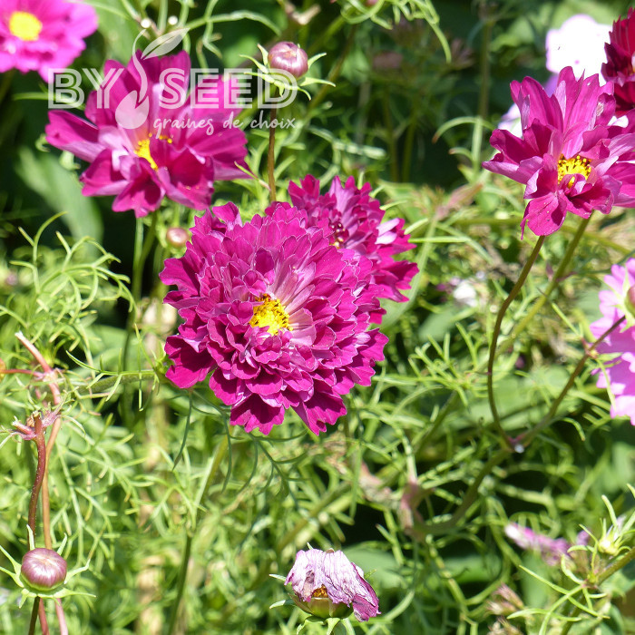 Cosmos Double Click Cranberries