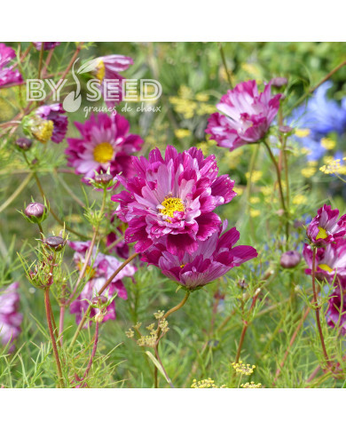 Cosmos Double Click Cranberries