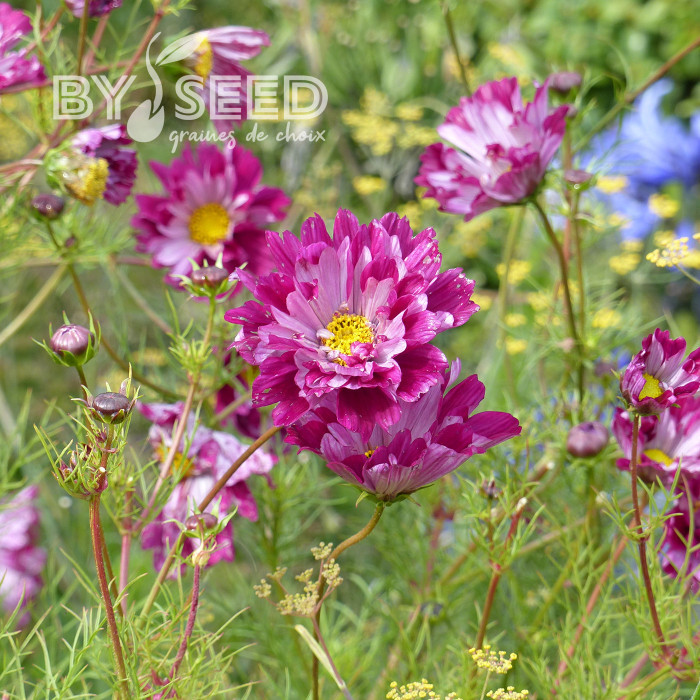 Cosmos Double Click Cranberries