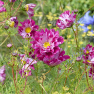 Cosmos Double Click Cranberries