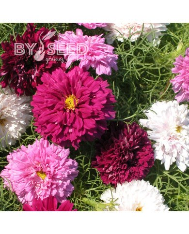 Cosmos Double Click Mix