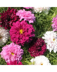 Cosmos Double Click Cranberries