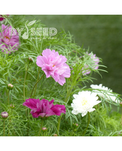 Cosmos Double Click Mix