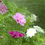Cosmos Double Click Mix