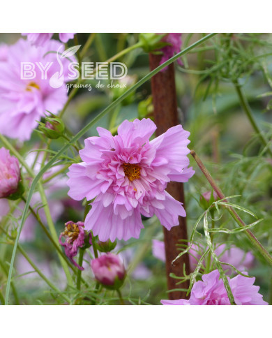 Cosmos Double Click Rose Bonbon