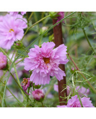 Cosmos Double Click Mix