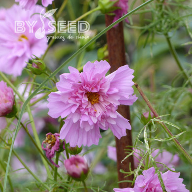 Cosmos Double Click Rose Bonbon