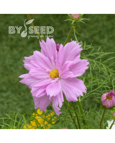 Cosmos Double Click Rose Bonbon