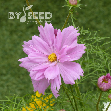 Cosmos Double Click Rose Bonbon