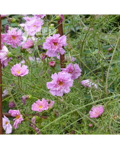 Cosmos Double Click Rose Bonbon