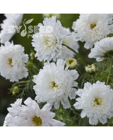 Cosmos Double Click Snow Puff