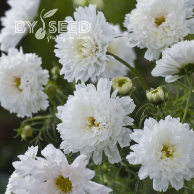 Cosmos Double Click Snow Puff