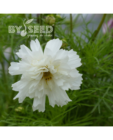 Cosmos Double Click Snow Puff