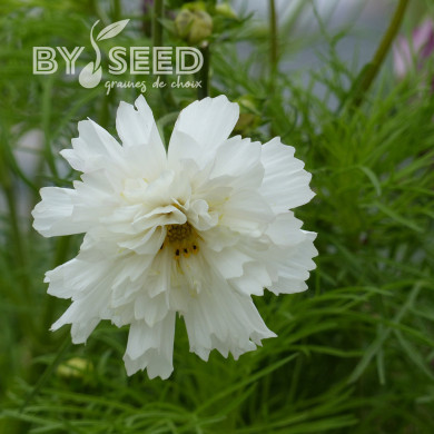 Cosmos Double Click Snow Puff
