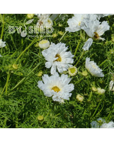 Cosmos Double Click Snow Puff