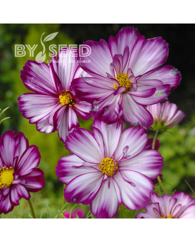 Cosmos Fizzy Rose Picotee