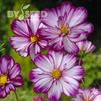 Cosmos Fizzy Rose Picotee