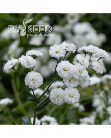 Achillée ptarmica The Pearl