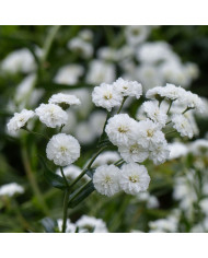 Achillée millefeuille Summer Pastels F2