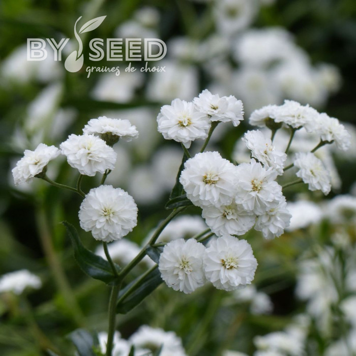 Achillée ptarmica The Pearl