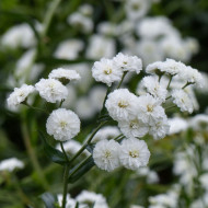 Achillée ptarmica The Pearl