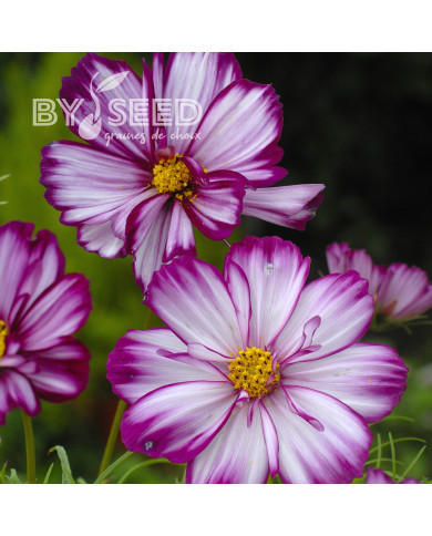 Cosmos Fizzy Rose Picotee