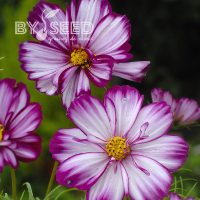 Cosmos Fizzy Rose Picotee