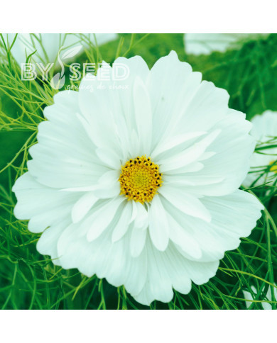 Cosmos Fizzy White